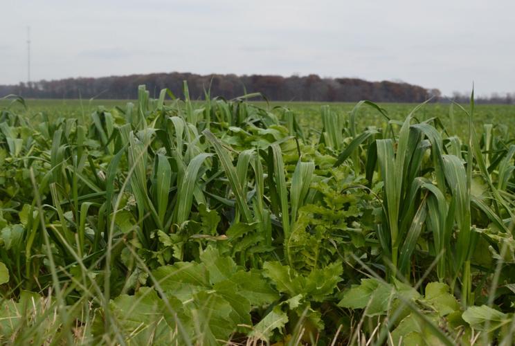 Cornfield