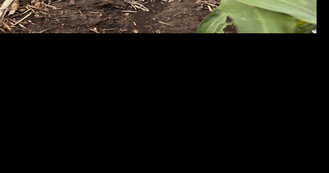 Crop growth takes off in warm weather, but so do weeds