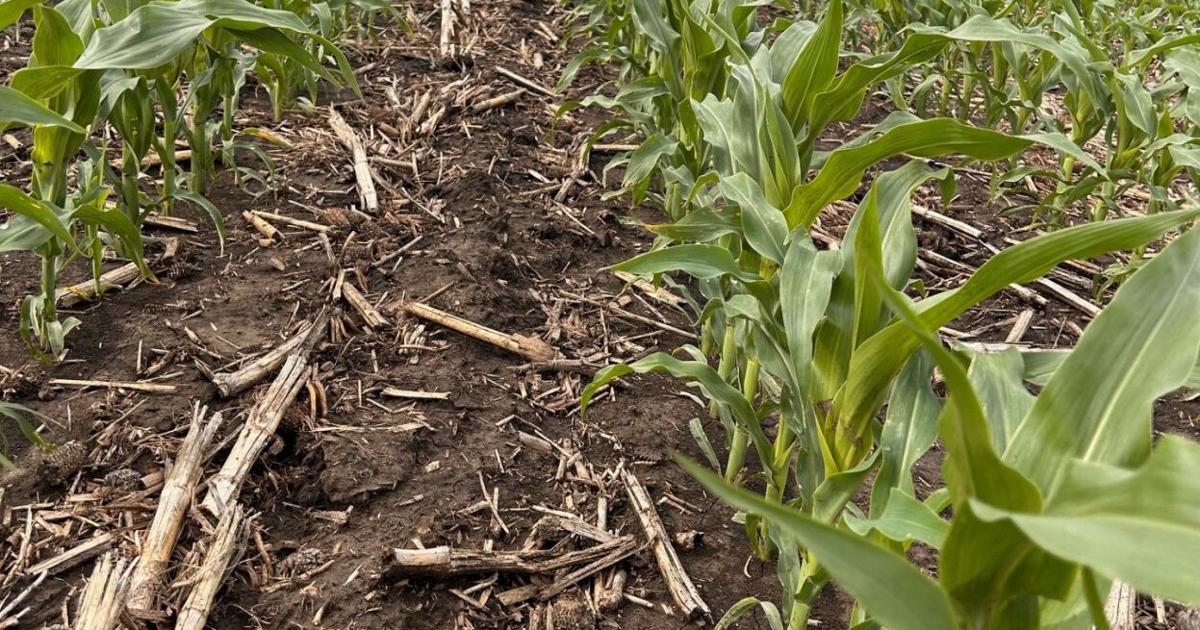 Crop growth takes off in warm weather, but so do weeds