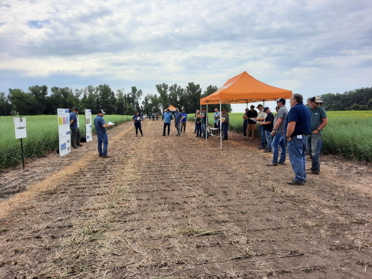 BASF reveals new innovations at InVigor showcase plot tour