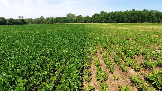 Side by side of soybean-cyst nematode infected field