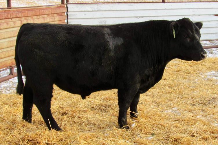 Black four-composite bull