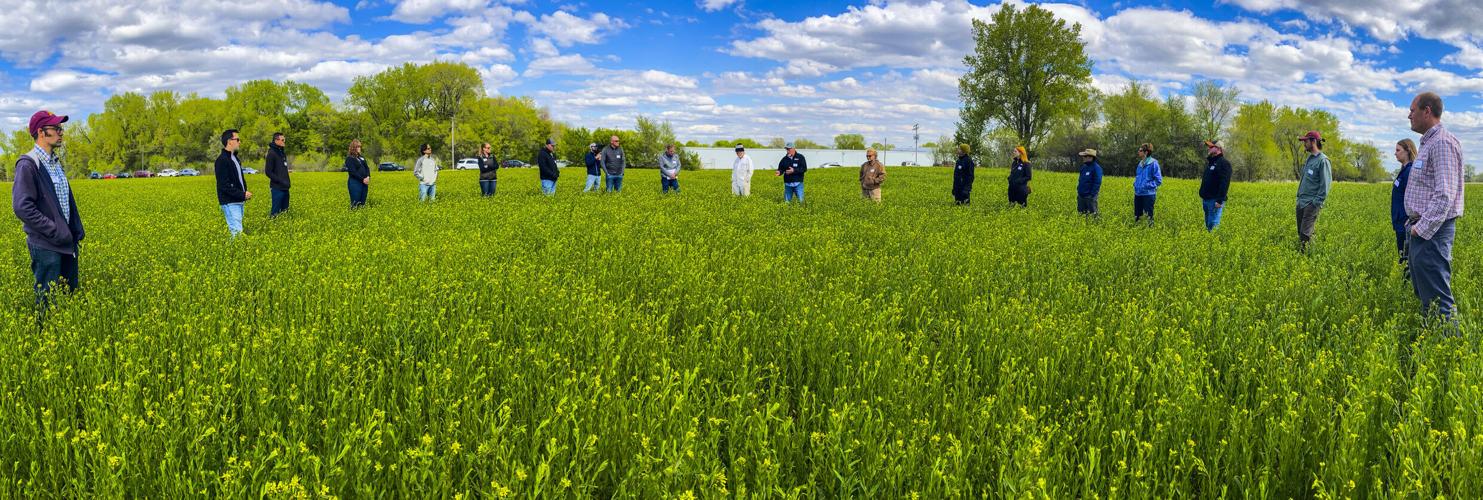 Winter camelina field