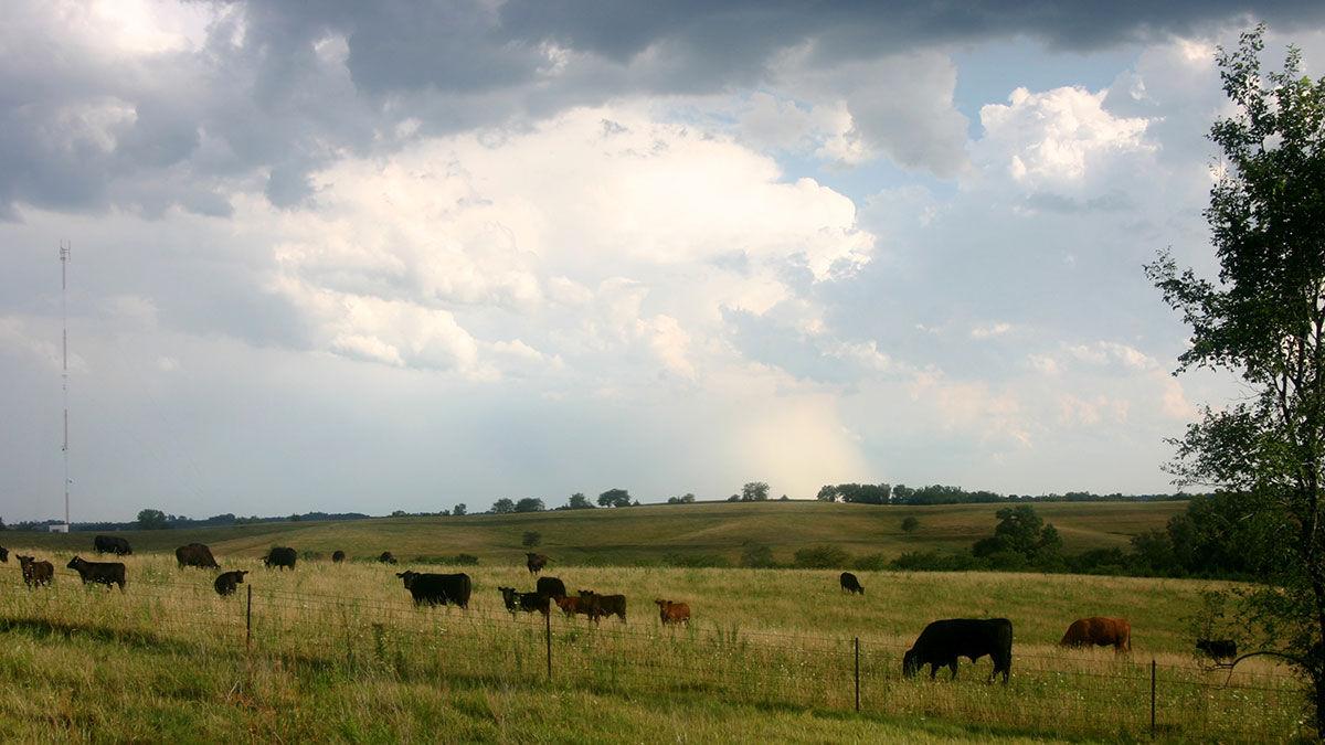 Cattle in pasture