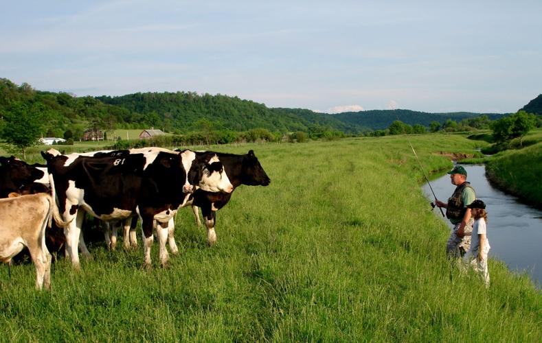 Dairy cows grazing in Tainter Creek Watershed