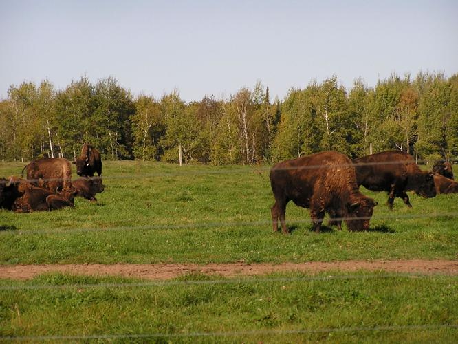 Buffalo