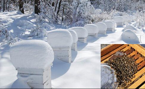 Honey bees in winter