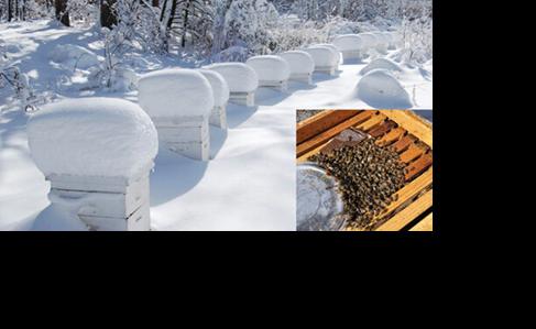 Honey bees in winter