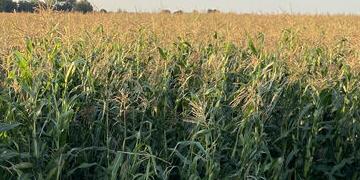 Open pollinated corn