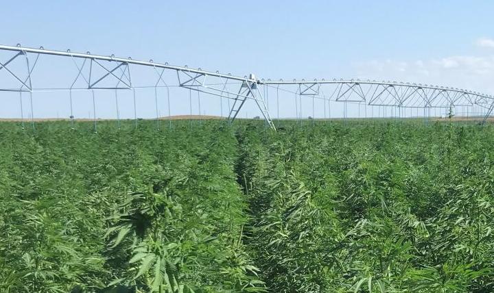 Irrigated hemp