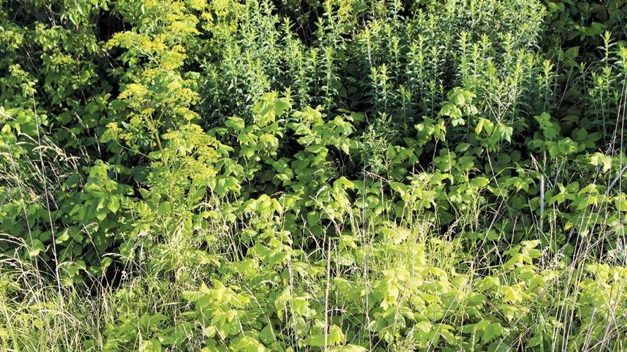 Poison-Ivy-and-Parsnip