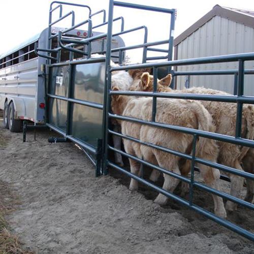 Beef cattle loading into trailer