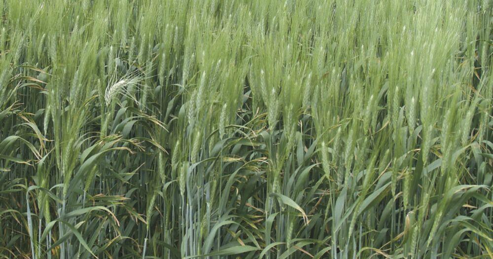 Durum prices, planting seeing steady progress - Vimarsana News