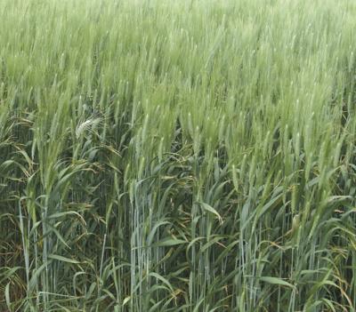 Durum