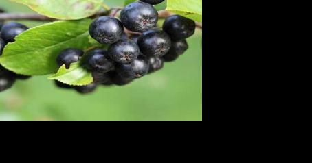 New initiative to enhance specialty crops industry - Vimarsana News