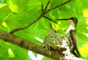 Hummingbird nest