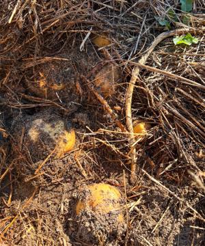 Potatoes ready