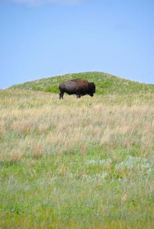 Niobrara bison 2.JPG