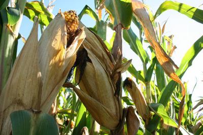 Corn drydown