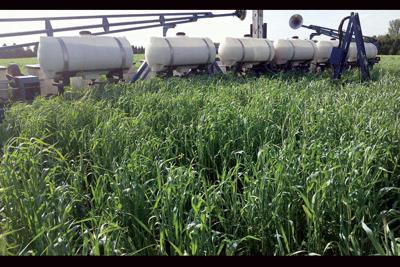 soybean planter with cover crop