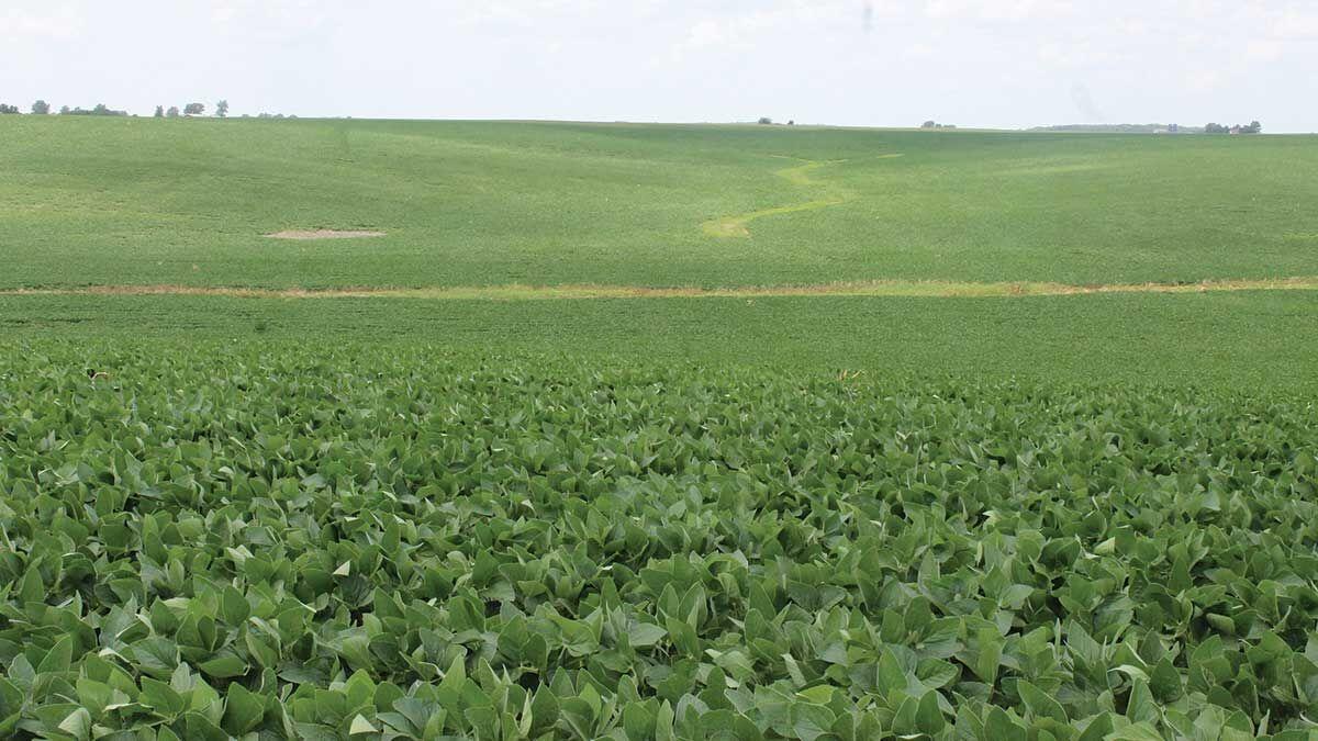 August soybean field