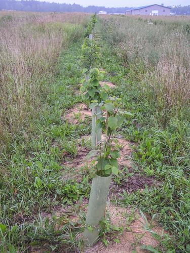 Hazelnut seedlings