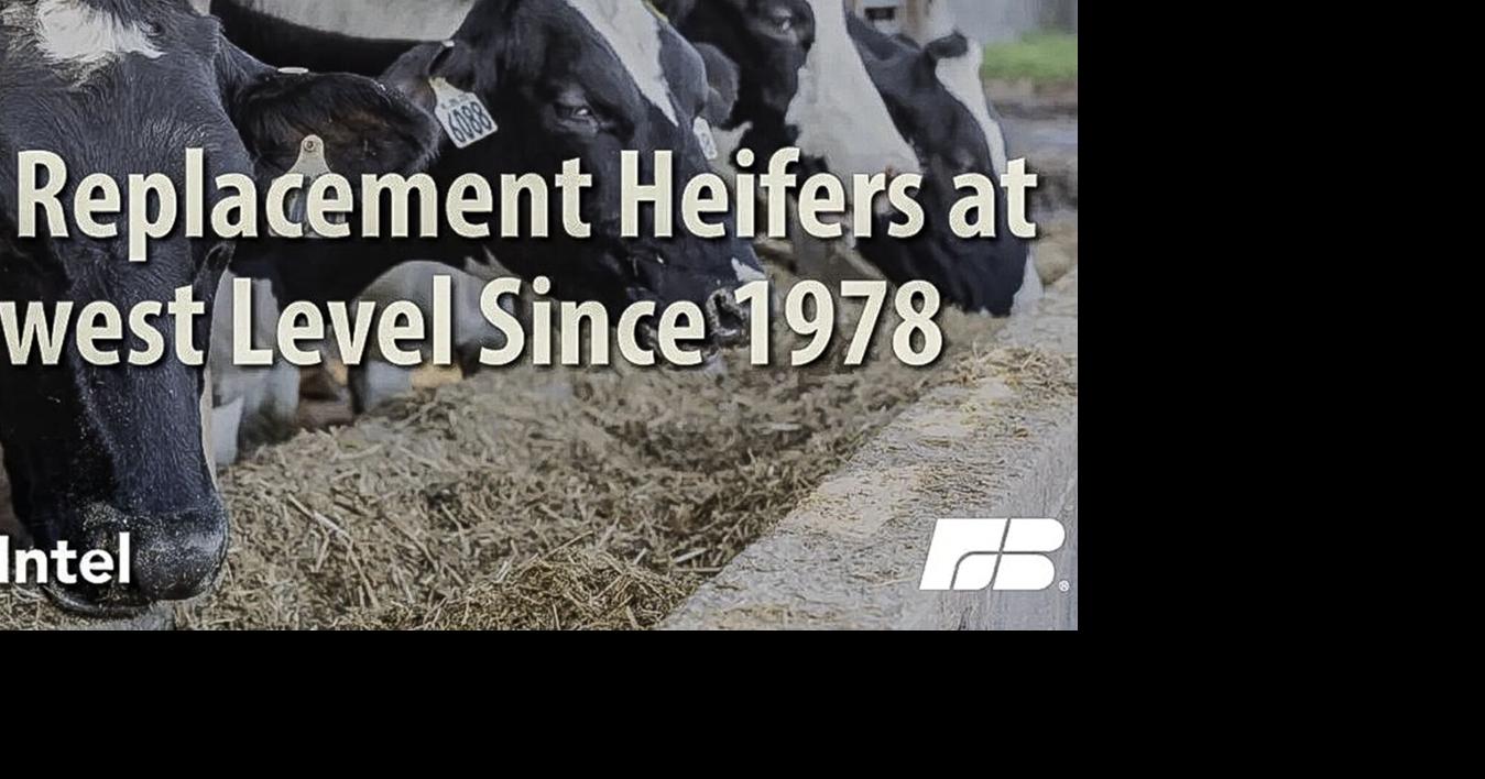 Shrinking herd belies record production