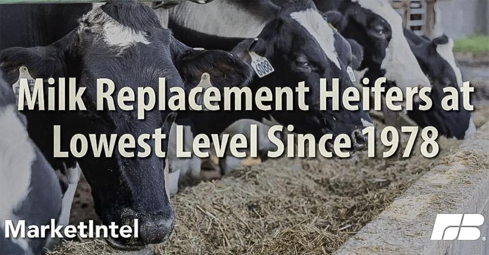 Replacement heifers scarce