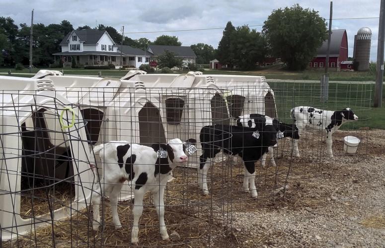 Holstein calves are curious