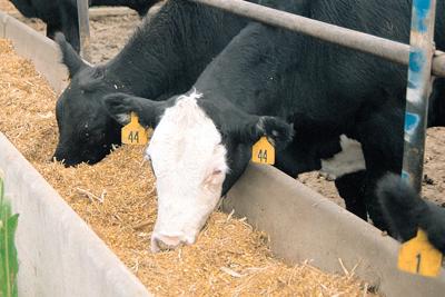 Cattle Producers Could See Better 2020 Prices Livestock