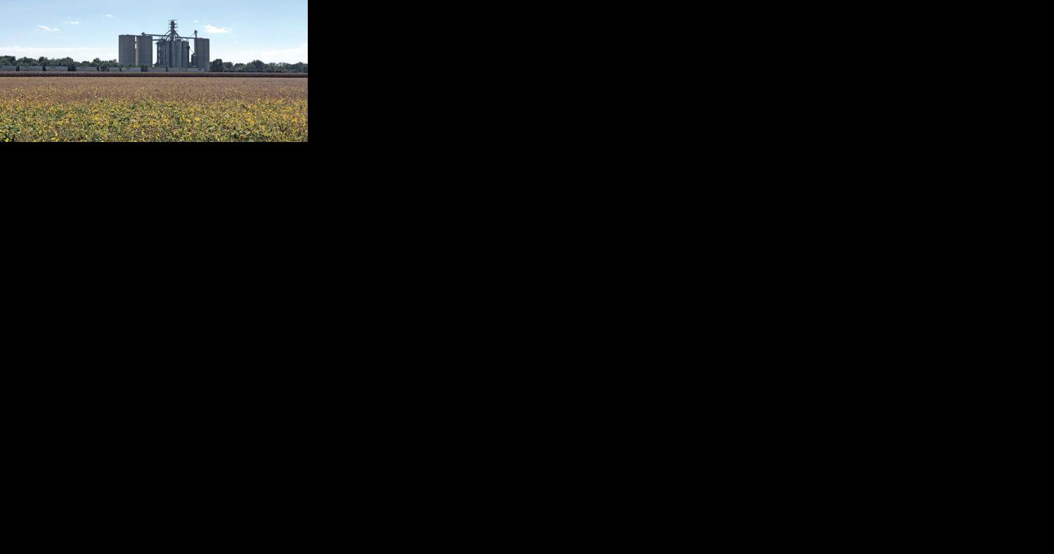 Yields impacted by weather variety - Vimarsana News