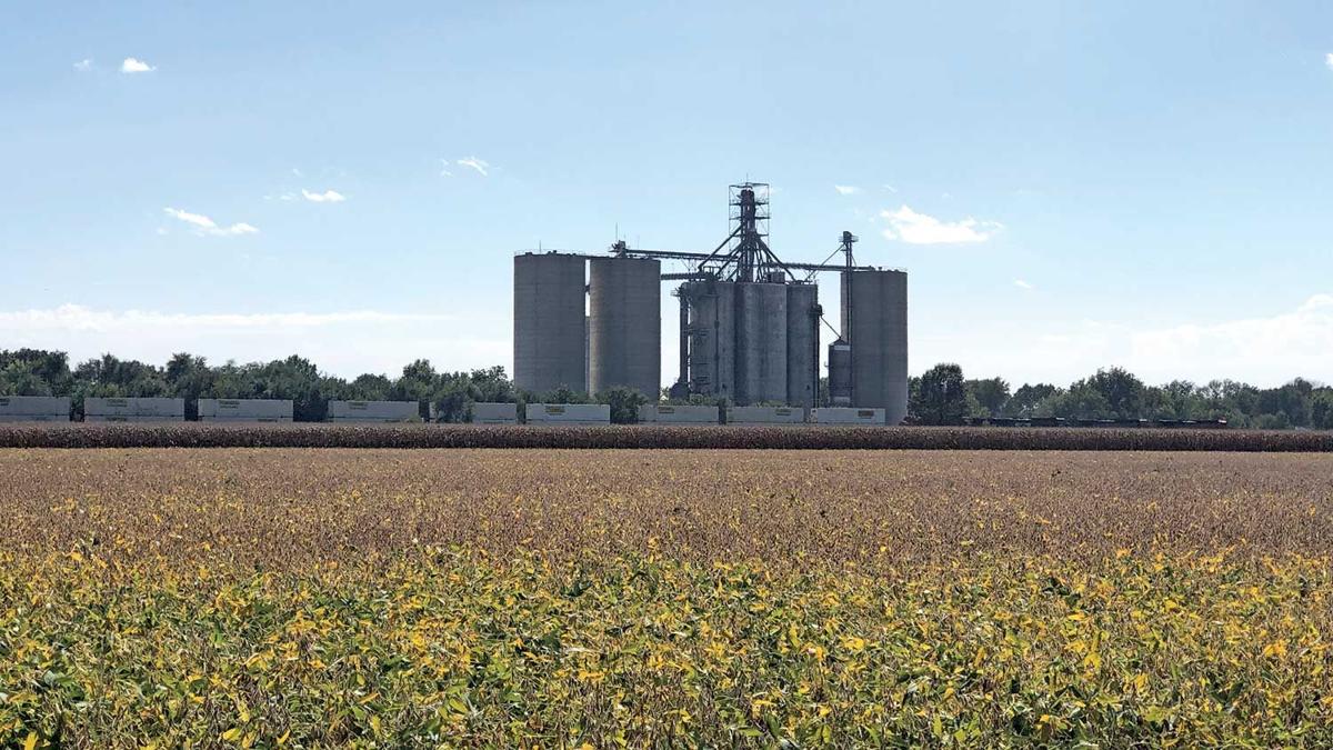 soybeans-turning