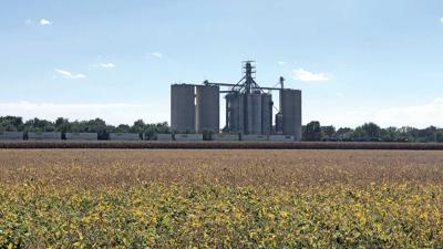 soybeans-turning