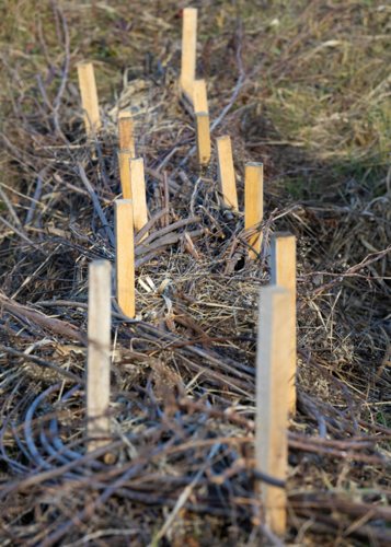 Artificial beaver dam