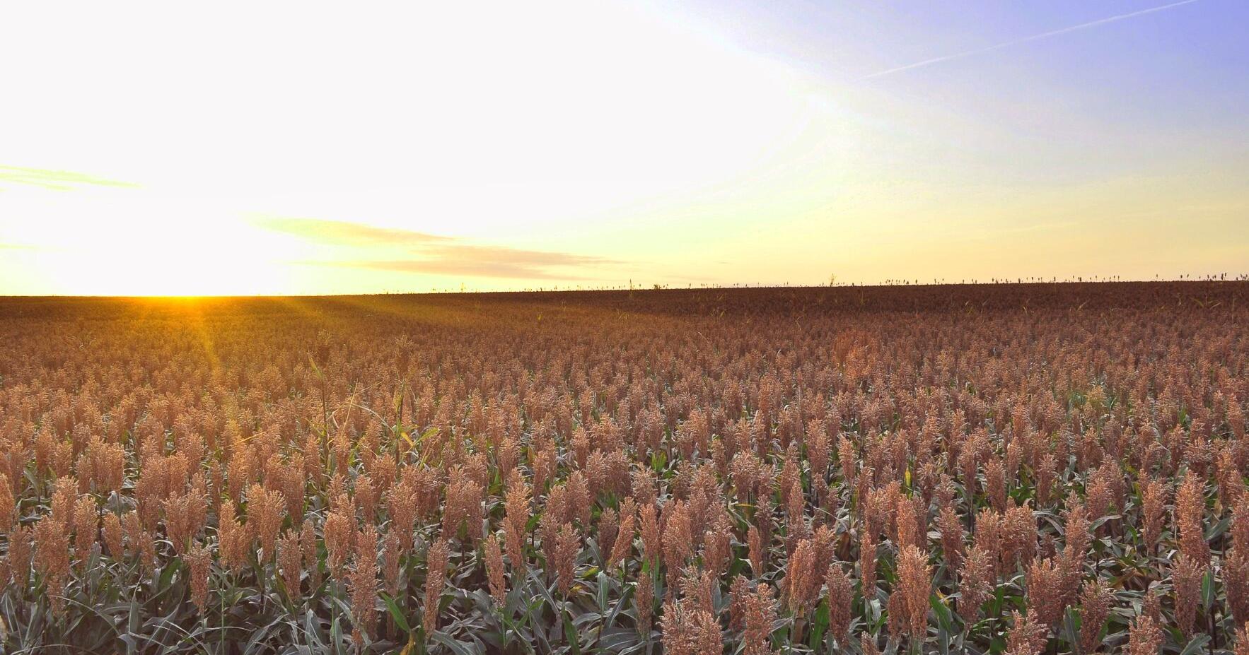 Sorghum the focus of forage field day in Beresford - Vimarsana News