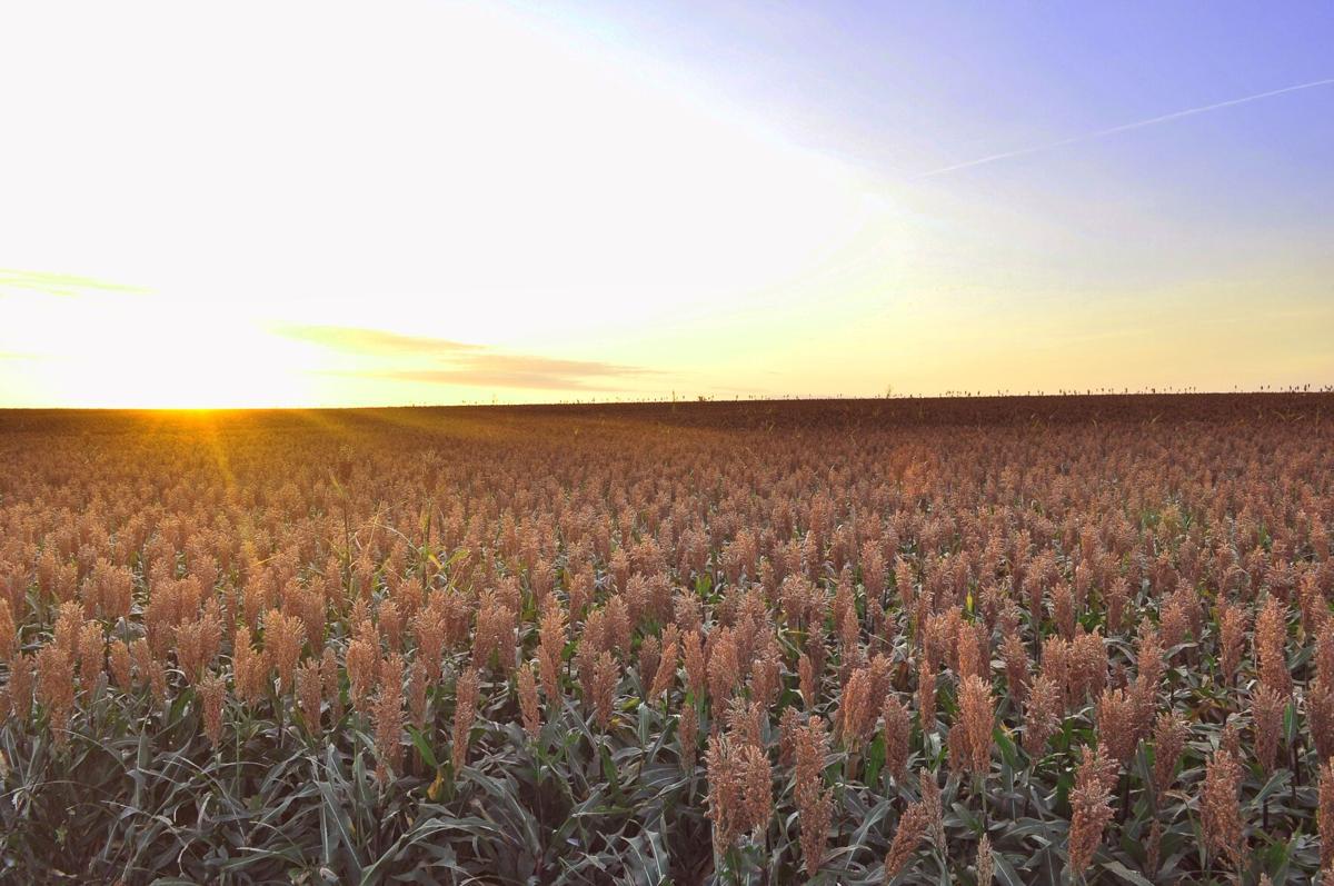Sorghum filed