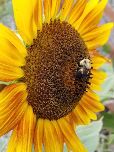 Kansas State Fair To Have Pollinator Party June 23 Lifestyles Agupdate Com