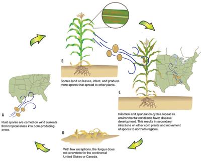 Example lifecycle of Southern rust