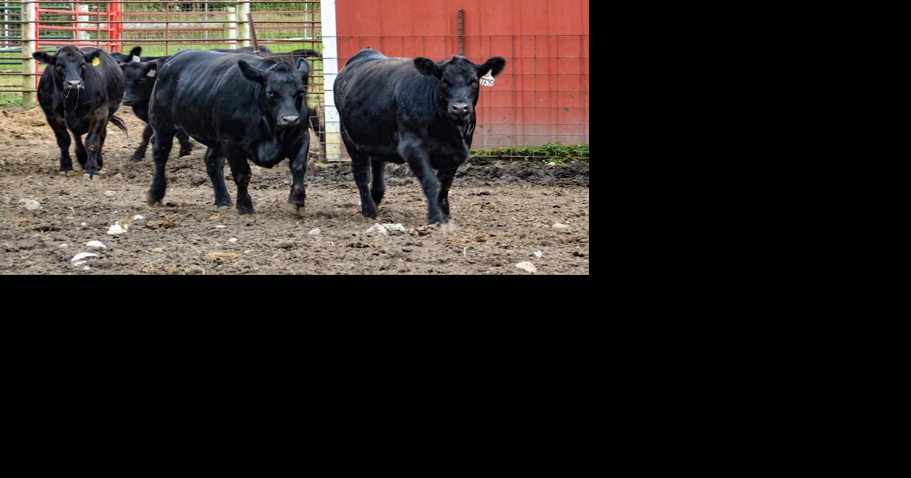 Cows