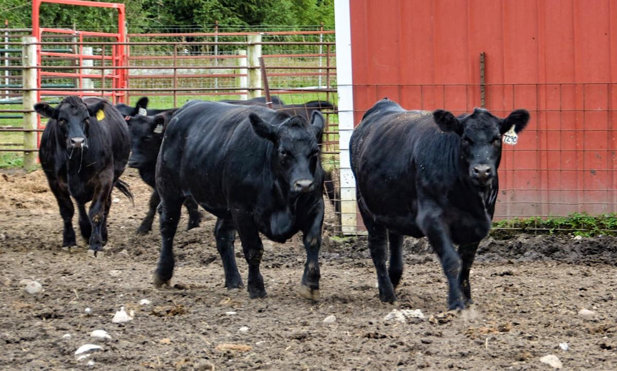 Cows