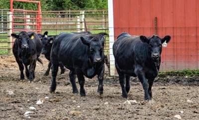Cows