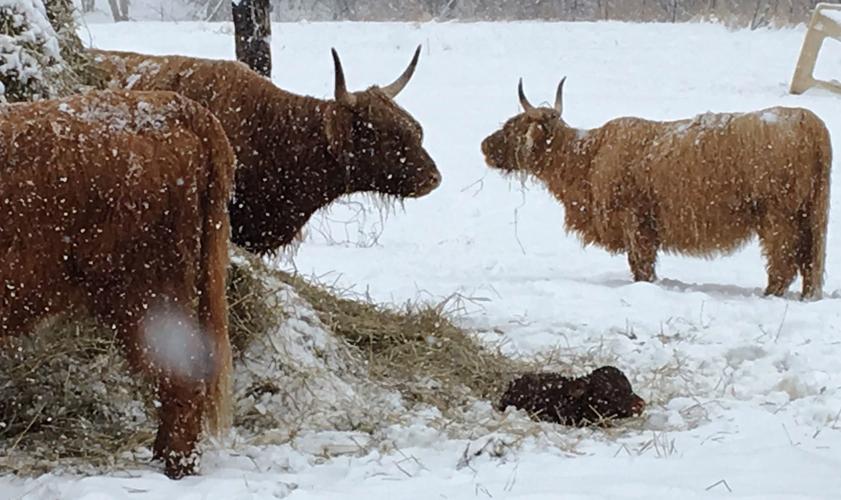 Scottish Highlander cows and calf in snow