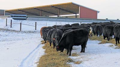 Winter Monoslope-with-Cattle