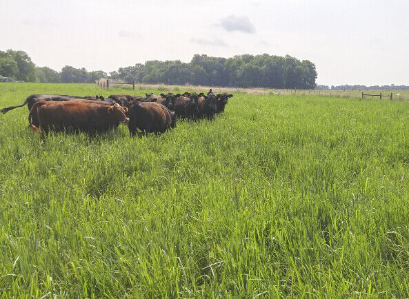 Beef heifers on pasture