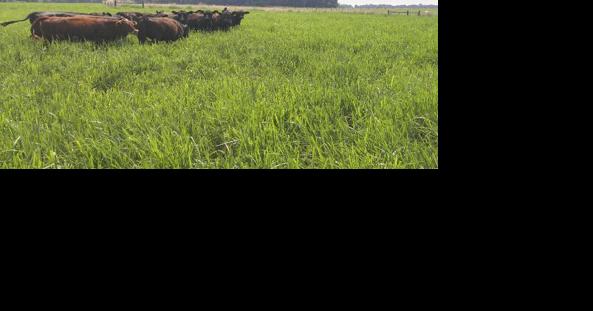 Heifer development program open to Nebraska, S.D. producers - Vimarsana News