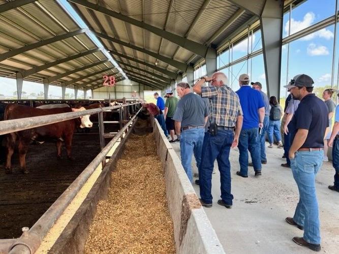 Confined cattle 4.jpg