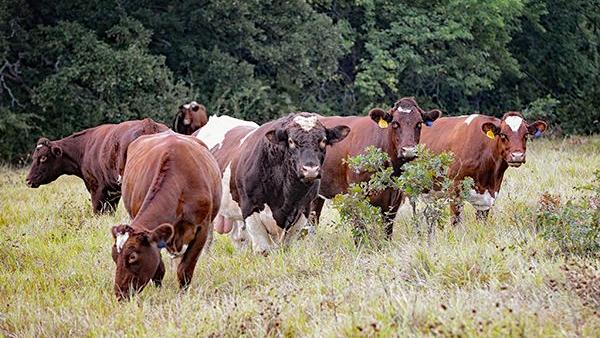 Beef Breeds Even Tempered Maine Anjou Livestock Agupdate Com