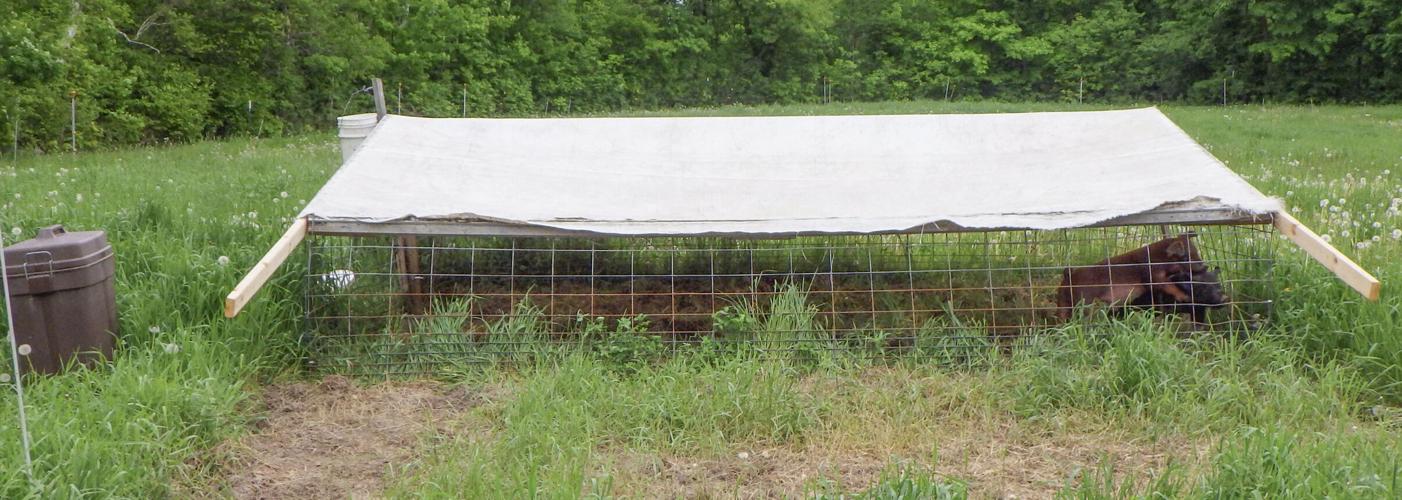Pig enclosure
