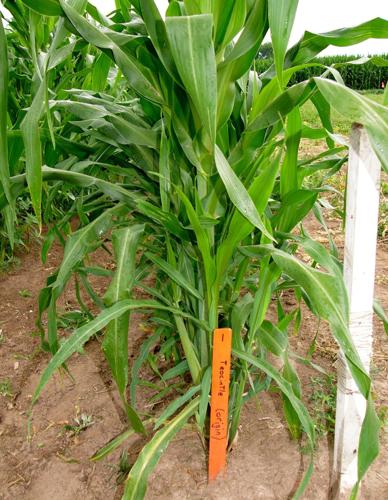 Corn ancestor on display