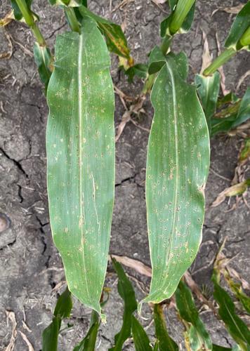 Tar spot microclimate 1.jpg